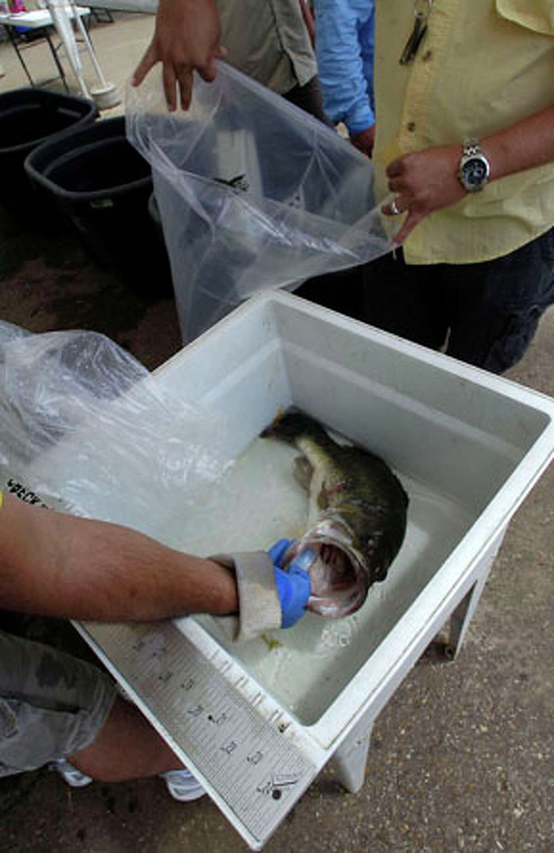 Entdecken Sie das große Wasserspiel Big Bass Splash in deutschen Casinos