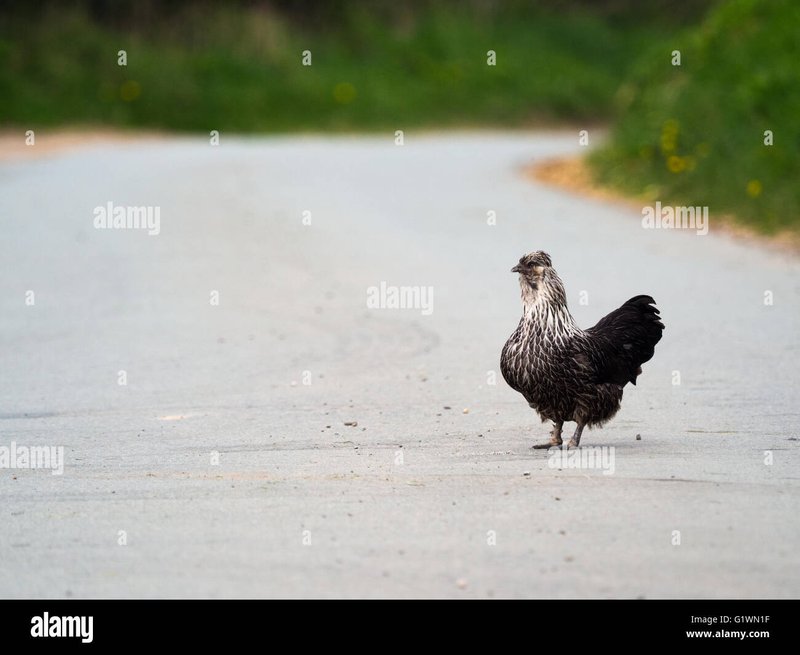 Scopri l'Oro sul Chicken Road: il Gioco di Casinò più Inedito in Italia a Italy