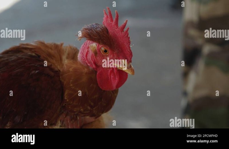 Découvrez Les Secrets De Chicken Road, Le Nouveau Jeu De Casino En Faveur à France