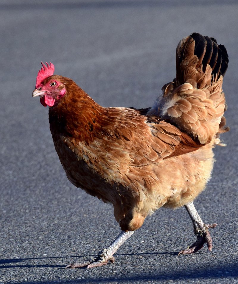 Spain - juego chicken road