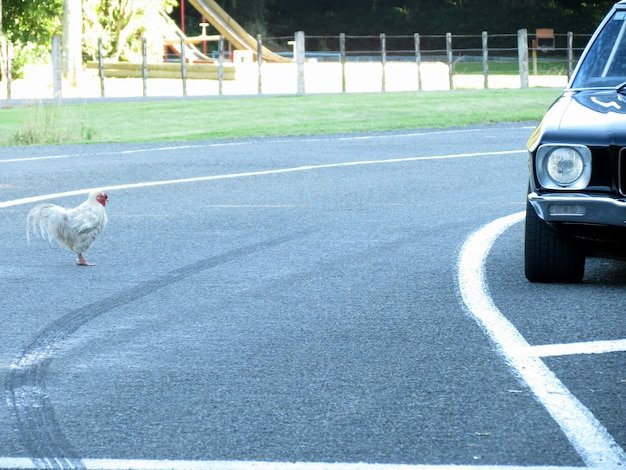 Spain - juego chicken road